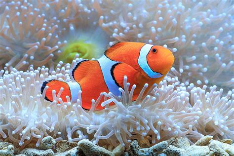 salt aquarium fish